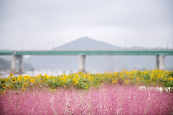 포토 JPG 주간 꽃 여행 꽃밭 해바라기 한국 풍경 사람없음 야외 관광지 가을 충청남도 공주 국내여행 금강 핑크뮬리 미르섬 백제큰다리 국내포토 자연요소 식물 계절 아시아 섬 강 다리_건축물 공주_충청남도 충청도 파일형식