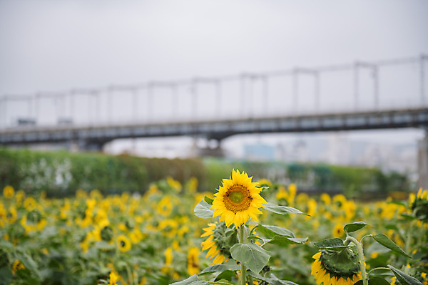 포토 JPG 주간 꽃 여행 꽃밭 해바라기 한국 풍경 사람없음 야외 아웃포커스 관광지 가을 충청남도 공주 국내여행 금강 미르섬 금강교 국내포토 자연요소 식물 계절 아시아 섬 촬영기법 강 다리_건축물 공주_충청남도 충청도 파일형식