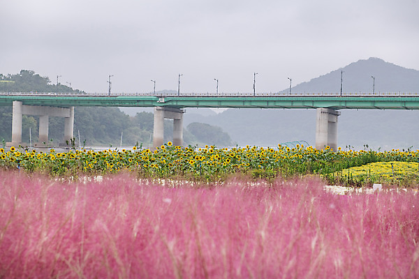 포토 JPG 주간 꽃 여행 꽃밭 해바라기 한국 풍경 사람없음 야외 관광지 가을 충청남도 공주 국내여행 금강 핑크뮬리 미르섬 백제큰다리 국내포토 자연요소 식물 계절 아시아 섬 강 다리_건축물 공주_충청남도 충청도 파일형식