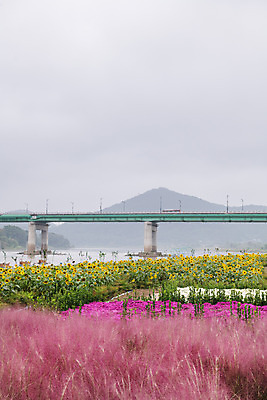포토 JPG 주간 꽃 여행 꽃밭 해바라기 한국 풍경 사람없음 야외 관광지 가을 충청남도 공주 국내여행 금강 핑크뮬리 미르섬 백제큰다리 국내포토 자연요소 식물 계절 아시아 섬 강 다리_건축물 공주_충청남도 충청도 파일형식