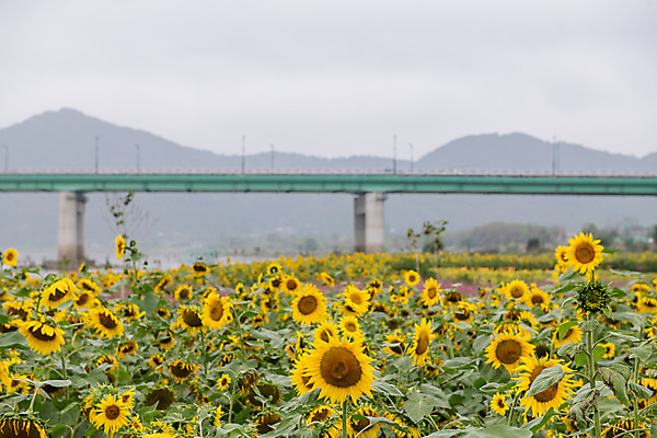 포토 JPG 주간 꽃 여행 꽃밭 해바라기 한국 풍경 사람없음 야외 관광지 가을 충청남도 공주 국내여행 금강 미르섬 백제큰다리 국내포토 자연요소 식물 계절 아시아 섬 강 다리_건축물 공주_충청남도 충청도 파일형식