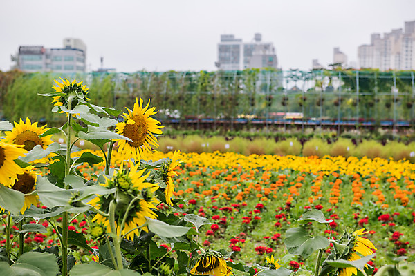 포토 JPG 주간 꽃 여행 꽃밭 해바라기 한국 풍경 사람없음 야외 관광지 가을 충청남도 공주 국내여행 금강 미르섬 국내포토 자연요소 식물 계절 아시아 섬 강 공주_충청남도 충청도 파일형식