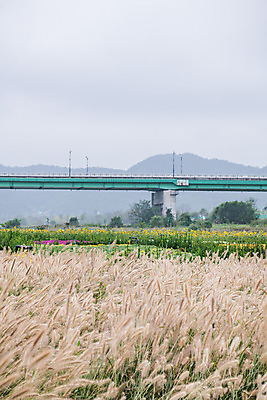 포토 JPG 주간 꽃 여행 꽃밭 한국 갈대 풍경 사람없음 야외 관광지 가을 충청남도 억새 공주 국내여행 금강 미르섬 백제큰다리 국내포토 자연요소 식물 계절 아시아 섬 강 다리_건축물 공주_충청남도 충청도 파일형식