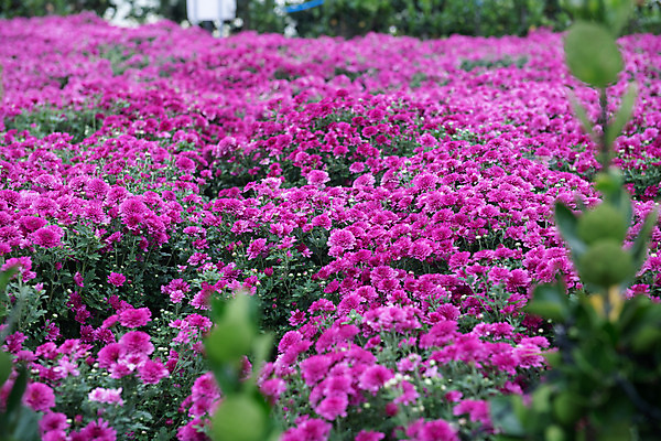포토 JPG 주간 꽃 여행 꽃밭 한국 국화 풍경 사람없음 야외 관광지 가을 충청남도 공주 국내여행 금강 미르섬 국내포토 자연요소 식물 계절 아시아 섬 강 공주_충청남도 충청도 파일형식