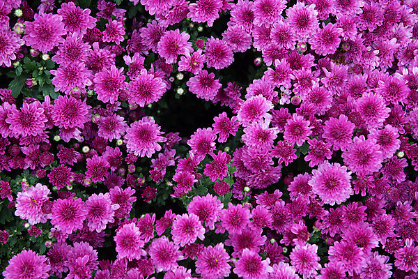 포토 JPG 주간 꽃 여행 꽃밭 한국 국화 풍경 근접촬영 사람없음 야외 관광지 가을 충청남도 공주 국내여행 금강 미르섬 국내포토 자연요소 식물 계절 아시아 뷰포인트 섬 강 공주_충청남도 충청도 파일형식