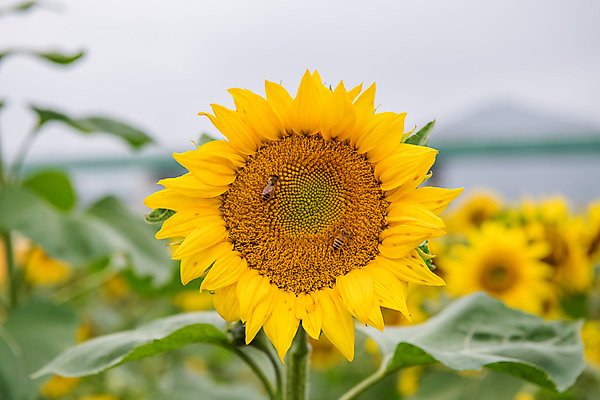 포토 JPG 주간 꽃 여행 꽃밭 해바라기 한국 풍경 근접촬영 사람없음 야외 관광지 가을 충청남도 공주 국내여행 금강 미르섬 국내포토 자연요소 식물 계절 아시아 뷰포인트 섬 강 공주_충청남도 충청도 파일형식