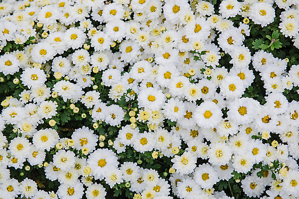 포토 JPG 주간 꽃 여행 꽃밭 한국 풍경 사람없음 야외 관광지 가을 충청남도 데이지 공주 국내여행 금강 미르섬 국내포토 자연요소 식물 계절 아시아 섬 강 공주_충청남도 충청도 파일형식