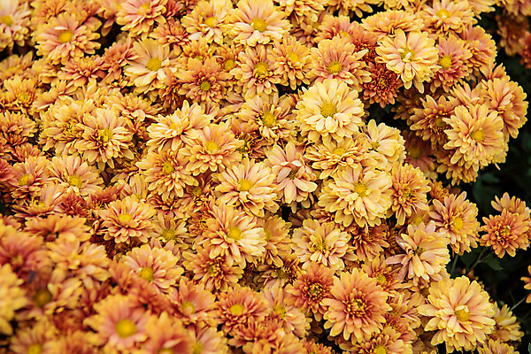 포토 JPG 주간 꽃 여행 꽃밭 한국 국화 풍경 사람없음 야외 관광지 가을 충청남도 공주 국내여행 금강 미르섬 국내포토 자연요소 식물 계절 아시아 섬 강 공주_충청남도 충청도 파일형식