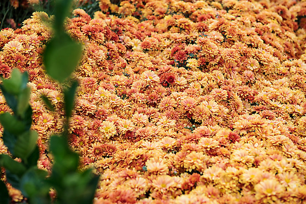 포토 JPG 주간 꽃 여행 꽃밭 한국 국화 풍경 사람없음 야외 관광지 가을 충청남도 공주 국내여행 금강 미르섬 국내포토 자연요소 식물 계절 아시아 섬 강 공주_충청남도 충청도 파일형식