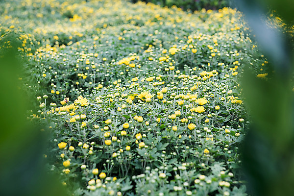 포토 JPG 주간 꽃 여행 꽃밭 한국 국화 풍경 근접촬영 사람없음 야외 아웃포커스 관광지 가을 충청남도 공주 국내여행 금강 미르섬 국내포토 자연요소 식물 계절 아시아 뷰포인트 섬 촬영기법 강 공주_충청남도 충청도 파일형식