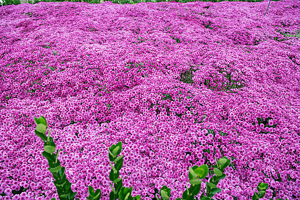 포토 JPG 주간 꽃 여행 꽃밭 한국 국화 풍경 사람없음 야외 관광지 가을 충청남도 공주 국내여행 금강 미르섬 국내포토 자연요소 식물 계절 아시아 섬 강 공주_충청남도 충청도 파일형식