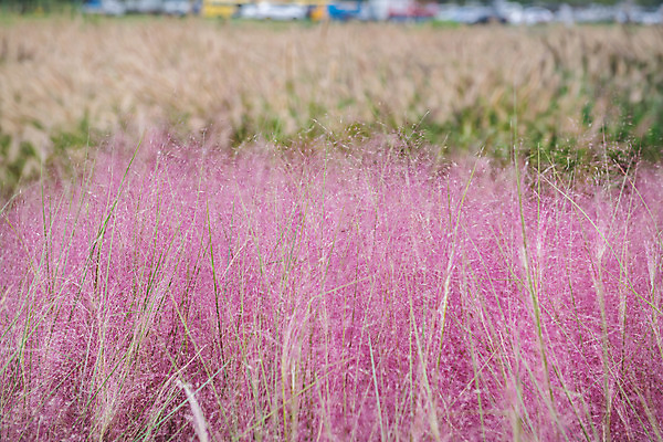 포토 JPG 주간 꽃 여행 꽃밭 한국 갈대 풍경 사람없음 야외 관광지 가을 충청남도 억새 공주 국내여행 금강 핑크뮬리 미르섬 국내포토 자연요소 식물 계절 아시아 섬 강 공주_충청남도 충청도 파일형식
