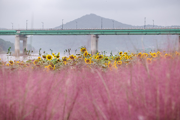 포토 JPG 주간 꽃 여행 꽃밭 해바라기 한국 갈대 풍경 사람없음 야외 관광지 가을 충청남도 억새 공주 국내여행 금강 핑크뮬리 미르섬 국내포토 자연요소 식물 계절 아시아 섬 강 공주_충청남도 충청도 파일형식