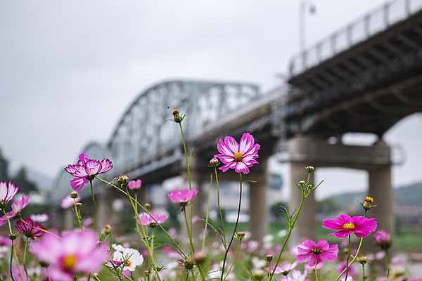 포토 JPG 주간 꽃 여행 꽃밭 한국 풍경 사람없음 야외 관광지 가을 충청남도 코스모스 공주 국내여행 금강 미르섬 국내포토 자연요소 식물 계절 아시아 섬 강 공주_충청남도 충청도 파일형식