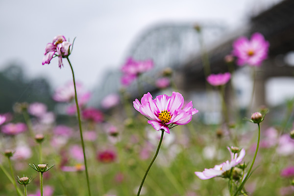 포토 JPG 주간 꽃 여행 꽃밭 한국 풍경 사람없음 야외 아웃포커스 관광지 가을 충청남도 코스모스 공주 국내여행 금강 미르섬 국내포토 자연요소 식물 계절 아시아 섬 촬영기법 강 공주_충청남도 충청도 파일형식