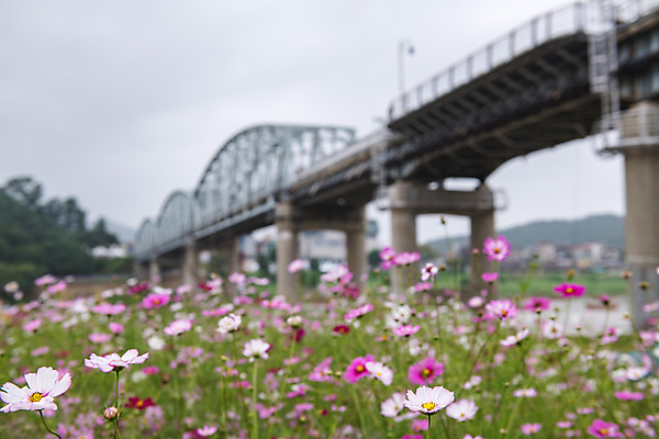 포토 JPG 주간 꽃 여행 꽃밭 한국 풍경 사람없음 야외 아웃포커스 관광지 가을 충청남도 코스모스 공주 국내여행 금강 미르섬 국내포토 자연요소 식물 계절 아시아 섬 촬영기법 강 공주_충청남도 충청도 파일형식