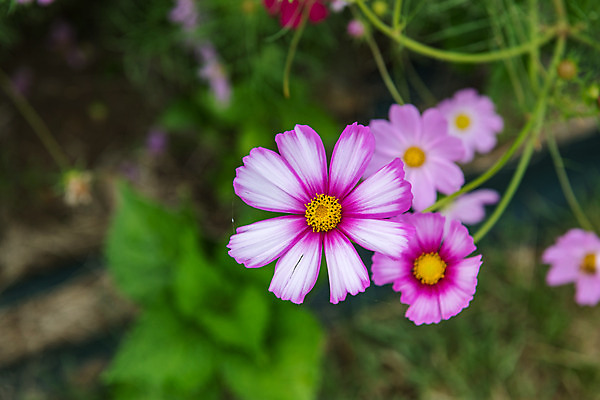 포토 JPG 주간 꽃 여행 꽃밭 한국 풍경 근접촬영 사람없음 야외 관광지 가을 충청남도 코스모스 공주 국내여행 금강 미르섬 국내포토 자연요소 식물 계절 아시아 뷰포인트 섬 강 공주_충청남도 충청도 파일형식