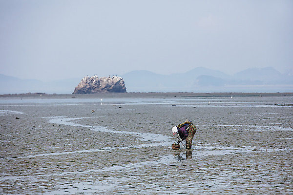 포토 JPG 주간 여자 섬 여행 한국 한명 풍경 야외 관광지 경기도 갯벌 국내여행 안산 조개잡이 대부도 국내포토 자연요소 1 아시아 어업 사람 파일형식