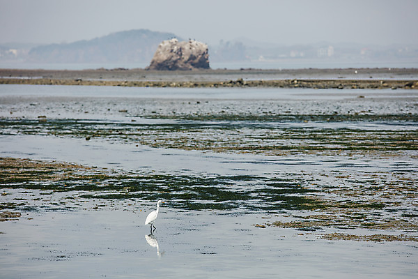 포토 JPG 주간 한마리 섬 여행 한국 풍경 사람없음 야외 관광지 경기도 갯벌 철새 국내여행 안산 대부도 국내포토 자연요소 1 아시아 조류 파일형식