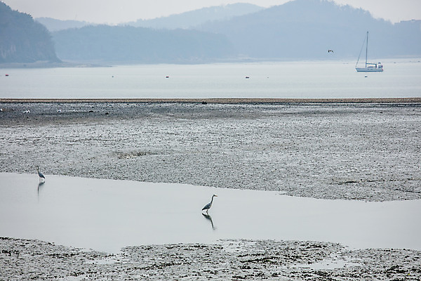 포토 JPG 주간 섬 여행 두마리 한국 풍경 사람없음 야외 관광지 경기도 갯벌 철새 국내여행 안산 대부도 국내포토 자연요소 아시아 2 조류 파일형식