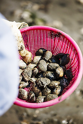 포토 JPG 주간 섬 여행 한국 풍경 사람없음 야외 관광지 체험 경기도 갯벌 국내여행 안산 조개잡이 대부도 국내포토 자연요소 아시아 컨셉 어업 파일형식