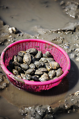 포토 JPG 주간 섬 여행 한국 풍경 사람없음 야외 관광지 체험 경기도 갯벌 국내여행 안산 조개잡이 대부도 국내포토 자연요소 아시아 컨셉 어업 파일형식