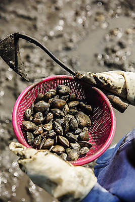 포토 JPG 주간 손 섬 여행 한국 들기 풍경 야외 신체부위 관광지 체험 경기도 갯벌 국내여행 안산 조개잡이 대부도 국내포토 자연요소 아시아 컨셉 모션 어업 사람 파일형식