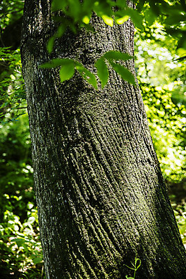 포토 JPG 주간 나무 여행 한국 풍경 사람없음 야외 초록색 관광지 숲길 수목원 경기도 고목 국내여행 포천 광릉수목원 국내포토 자연요소 식물 아시아 길 컬러 파일형식