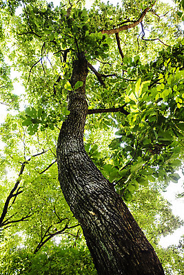 포토 JPG 주간 나무 여행 한국 풍경 사람없음 야외 초록색 관광지 숲길 수목원 경기도 고목 국내여행 포천 광릉수목원 국내포토 자연요소 식물 아시아 길 컬러 파일형식