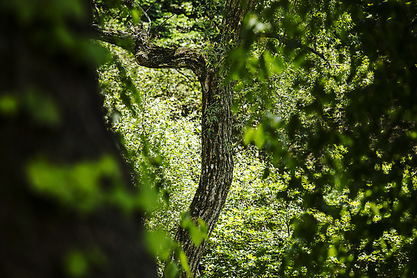 포토 JPG 주간 나무 여행 한국 풍경 사람없음 야외 초록색 관광지 숲길 수목원 경기도 고목 국내여행 포천 광릉수목원 국내포토 자연요소 식물 아시아 길 컬러 파일형식