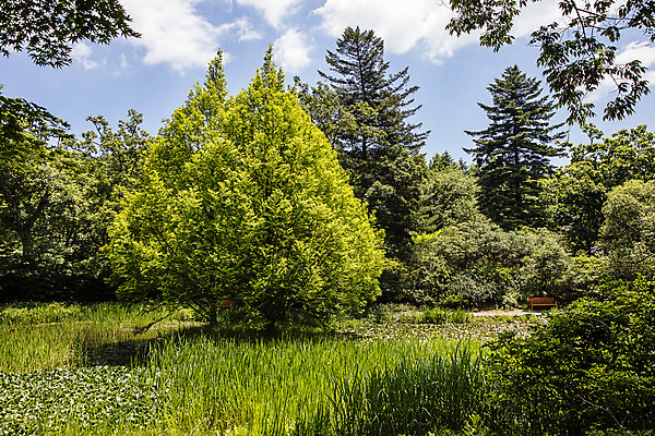 포토 JPG 주간 나무 여행 한국 풍경 사람없음 야외 초록색 관광지 숲길 수목원 경기도 고목 국내여행 포천 광릉수목원 국내포토 자연요소 식물 아시아 길 컬러 파일형식