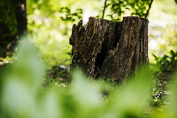포토 JPG 주간 나무 여행 한국 풍경 근접촬영 사람없음 야외 아웃포커스 초록색 관광지 숲길 수목원 경기도 고목 국내여행 포천 광릉수목원 국내포토 자연요소 식물 아시아 길 뷰포인트 컬러 촬영기법 파일형식