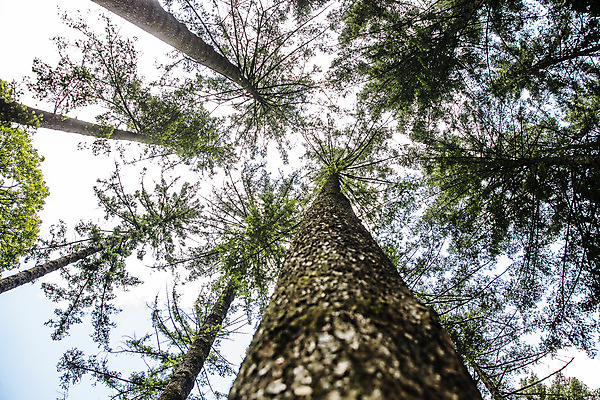 포토 JPG 주간 나무 로우앵글 여행 한국 풍경 사람없음 야외 초록색 관광지 숲길 수목원 경기도 고목 국내여행 포천 광릉수목원 국내포토 자연요소 식물 아시아 길 뷰포인트 컬러 파일형식