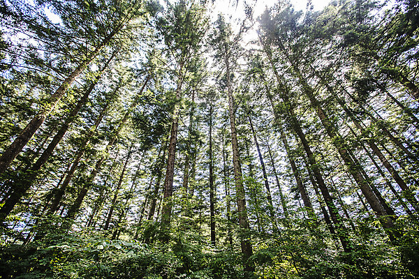포토 JPG 주간 나무 로우앵글 여행 한국 풍경 사람없음 야외 초록색 관광지 숲길 수목원 경기도 고목 국내여행 포천 광릉수목원 국내포토 자연요소 식물 아시아 길 뷰포인트 컬러 파일형식