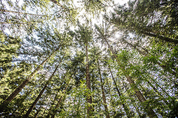포토 JPG 주간 나무 로우앵글 여행 한국 풍경 사람없음 야외 초록색 관광지 숲길 수목원 경기도 고목 국내여행 포천 광릉수목원 국내포토 자연요소 식물 아시아 길 뷰포인트 컬러 파일형식