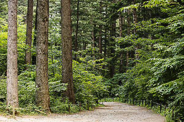 포토 JPG 주간 나무 여행 한국 풍경 사람없음 야외 초록색 관광지 숲길 수목원 경기도 고목 국내여행 포천 광릉수목원 국내포토 자연요소 식물 아시아 길 컬러 파일형식