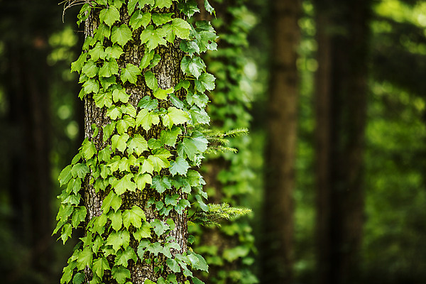 포토 JPG 주간 나무 여행 한국 풍경 근접촬영 사람없음 야외 초록색 관광지 숲길 수목원 경기도 고목 국내여행 포천 광릉수목원 국내포토 자연요소 식물 아시아 길 뷰포인트 컬러 파일형식