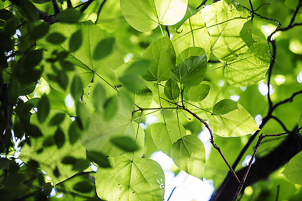 포토 JPG 주간 나무 여행 나뭇잎 한국 풍경 사람없음 야외 초록색 관광지 숲길 수목원 경기도 고목 국내여행 포천 광릉수목원 국내포토 자연요소 식물 아시아 길 컬러 잎 파일형식