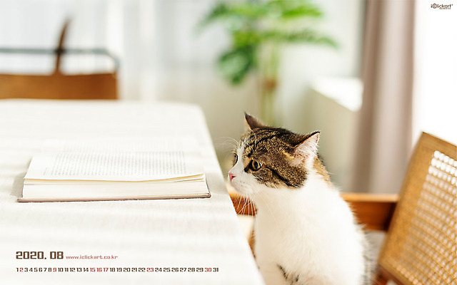 JPG 월페이퍼 바탕화면 8월 날짜 파일형식