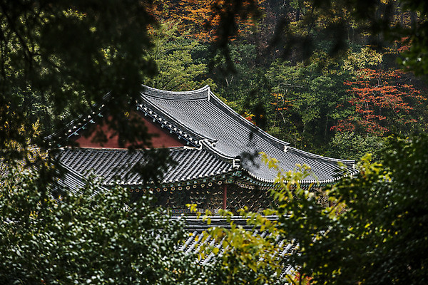 포토 JPG 주간 나무 여행 단풍 한국 풍경 사람없음 야외 관광지 사찰 전라남도 국내여행 백련사 강진 국내포토 자연요소 식물 아시아 잎 종교건축 전라도 파일형식