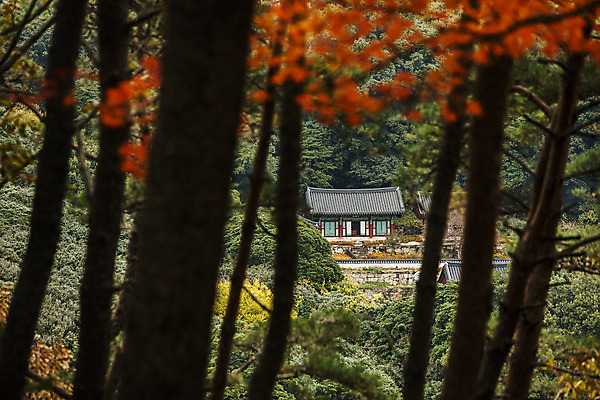 포토 JPG 주간 나무 여행 단풍 한국 풍경 사람없음 야외 관광지 사찰 전라남도 국내여행 백련사 강진 국내포토 자연요소 식물 아시아 잎 종교건축 전라도 파일형식