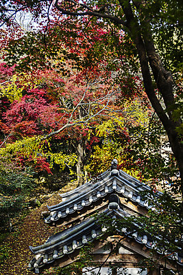 포토 JPG 주간 여행 단풍 한국 풍경 사람없음 야외 관광지 전라남도 국내여행 강진 백운동정원 별서정원 국내포토 자연요소 아시아 잎 정원 전라도 파일형식