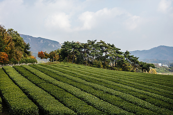포토 JPG 주간 여행 한국 풍경 사람없음 야외 관광지 전라남도 국내여행 월출산 차밭 강진 강진다원 국내포토 자연요소 아시아 밭 산 전라도 파일형식