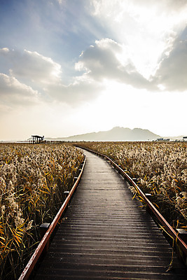 포토 JPG 주간 구름 여행 하늘 한국 갈대 풍경 사람없음 야외 관광지 전라남도 갈대밭 국내여행 생태공원 강진 강진만 국내포토 자연요소 식물 공원 아시아 만 전라도 파일형식 갈대_식물