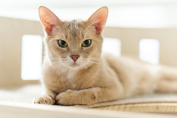 포토 JPG 동물 한마리 실내 근접촬영 사람없음 일상 앞모습 반려동물 귀여움 고양이 동물라이프 반려 캣타워 반려묘 아비시니안 국내포토 반려용품 1 라이프스타일 뷰포인트 컨셉 포유류 내부 라이프 오브젝트 파일형식