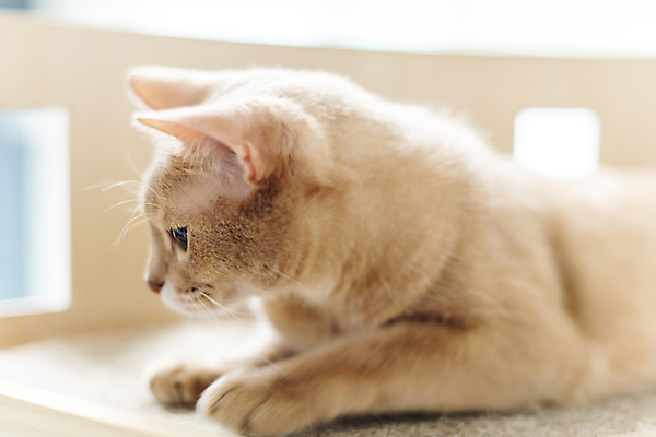 포토 JPG 동물 한마리 응시 실내 사람없음 일상 옆모습 반려동물 귀여움 고양이 동물라이프 반려 캣타워 반려묘 아비시니안 국내포토 반려용품 1 라이프스타일 시선 뷰포인트 컨셉 포유류 내부 라이프 오브젝트 파일형식