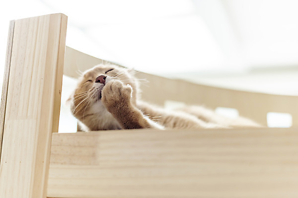 포토 JPG 동물 한마리 로우앵글 실내 사람없음 일상 앞모습 반려동물 귀여움 고양이 동물라이프 반려 캣타워 반려묘 아비시니안 국내포토 반려용품 1 라이프스타일 뷰포인트 컨셉 포유류 내부 라이프 오브젝트 파일형식