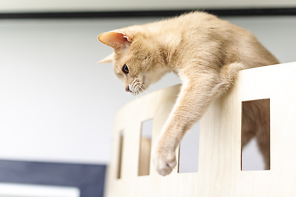 포토 JPG 동물 한마리 응시 실내 사람없음 일상 옆모습 반려동물 귀여움 고양이 동물라이프 반려 캣타워 반려묘 아비시니안 국내포토 반려용품 1 라이프스타일 시선 뷰포인트 컨셉 포유류 내부 라이프 오브젝트 파일형식