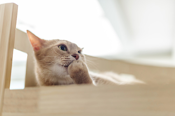 포토 JPG 동물 한마리 로우앵글 실내 사람없음 일상 앞모습 반려동물 귀여움 고양이 동물라이프 반려 캣타워 반려묘 아비시니안 국내포토 반려용품 1 라이프스타일 뷰포인트 컨셉 포유류 내부 라이프 오브젝트 파일형식