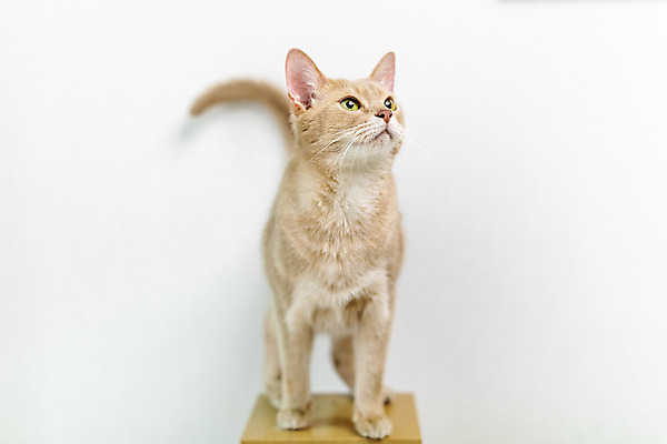 포토 JPG 동물 한마리 응시 실내 사람없음 일상 앞모습 반려동물 귀여움 고양이 동물라이프 반려 캣타워 반려묘 아비시니안 국내포토 반려용품 1 라이프스타일 시선 뷰포인트 컨셉 포유류 내부 라이프 오브젝트 파일형식